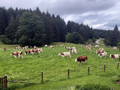 Gite in Hauterive-la-fresse - Anzeige N  69876 Foto N5