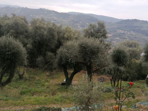 Caravan in San Biagio della cima - Anzeige N  70160 Foto N4