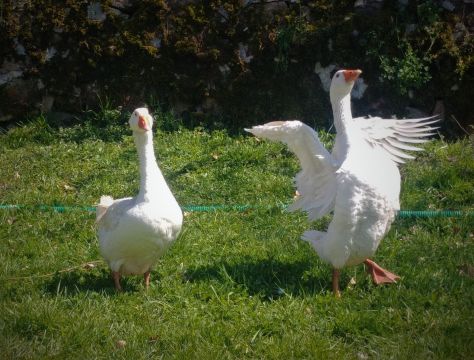 Gite  Chirassimont - Location vacances, location saisonnire n70568 Photo n15