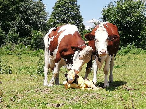 Casa rural en Hauterive-la-fresse - Detalles sobre el alquiler n70795 Foto n14