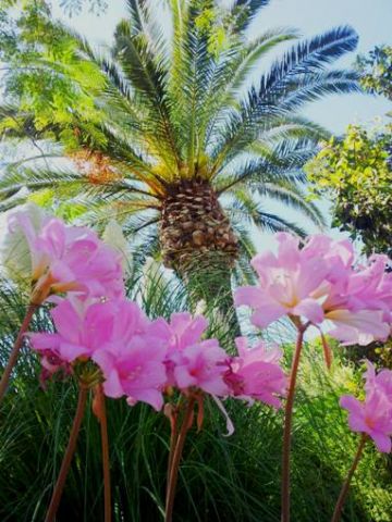 Maison  Ischia  - Location vacances, location saisonnire n70938 Photo n7