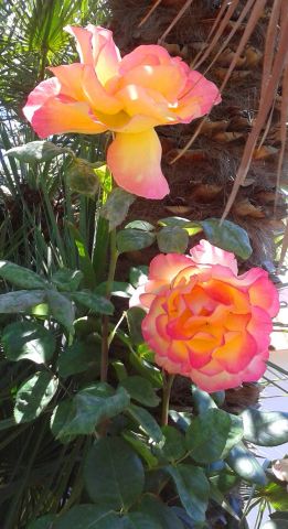 Maison  Ischia  - Location vacances, location saisonnire n70938 Photo n8