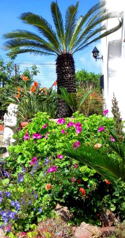 Maison  Ischia  - Location vacances, location saisonnire n70938 Photo n9