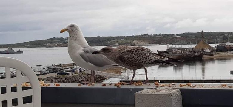 Maison  Camaret sur mer - Location vacances, location saisonnire n71026 Photo n19