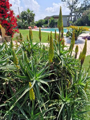 Bed and Breakfast (miss) Nettuno - Ilmoituksen yksityiskohdat:75781 Kuva nro4