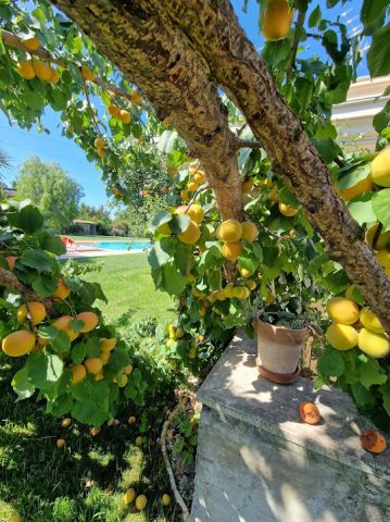 Bed and Breakfast (miss) Nettuno - Ilmoituksen yksityiskohdat:75781 Kuva nro8