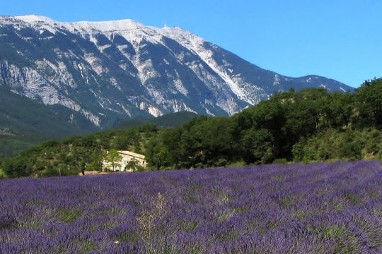 Gite in Chateauneuf de Gadagne - Vakantie verhuur advertentie no 76087 Foto no 11